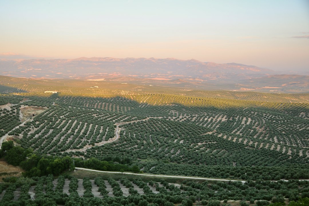 Sea of olive groves near Úbeda in Jaén, Spain